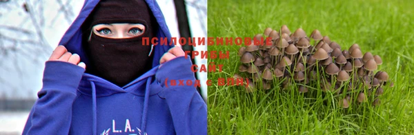 прущие грибы Пролетарск