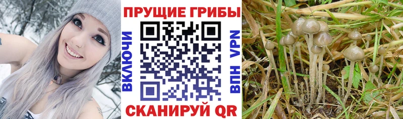 Псилоцибиновые грибы MAGIC MUSHROOMS  МЕГА ONION  Светлогорск 